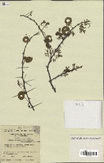 spécimen de Acacia tortilis