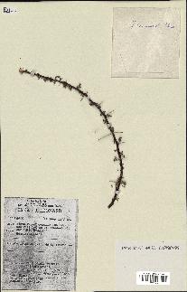 spécimen de Acacia tortilis