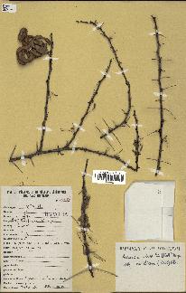 spécimen de Acacia tortilis