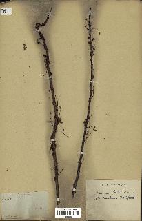 spécimen de Acacia tortilis
