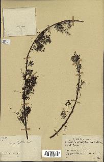 spécimen de Acacia tortilis