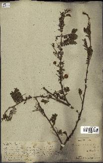 spécimen de Acacia tortilis