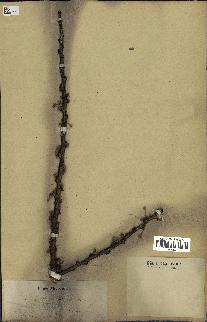 spécimen de Acacia tortilis