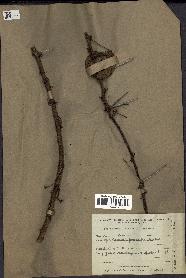 spécimen de Acacia tortilis