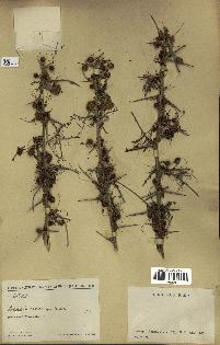 spécimen de Acacia tortilis