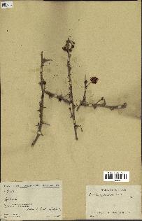 spécimen de Acacia tortilis