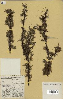 spécimen de Acacia tortilis