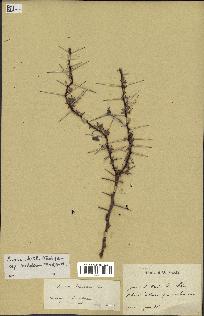 spécimen de Acacia tortilis
