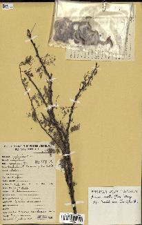 spécimen de Acacia tortilis