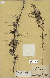 spécimen de Acacia tortilis