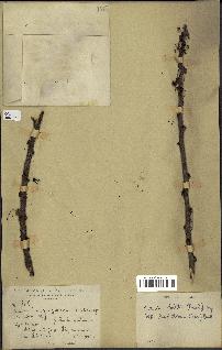 spécimen de Acacia tortilis