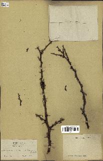 spécimen de Acacia tortilis