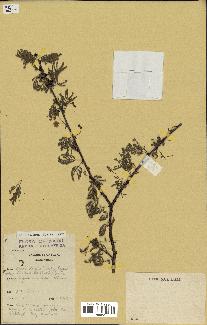 spécimen de Acacia tortilis