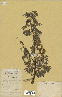 spécimen de Acacia tortilis