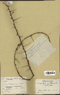 spécimen de Acacia tortilis