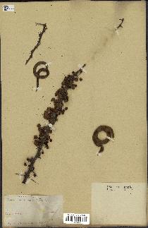 spécimen de Acacia tortilis