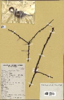 spécimen de Acacia tortilis