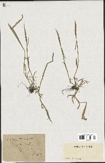 spécimen de Aegilops triuncialis