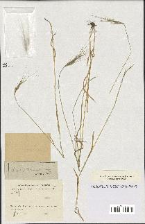 spécimen de Aegilops triuncialis