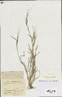 spécimen de Aegilops triuncialis