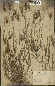 spécimen de Aegilops ovata
