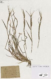 spécimen de Aegilops sp.