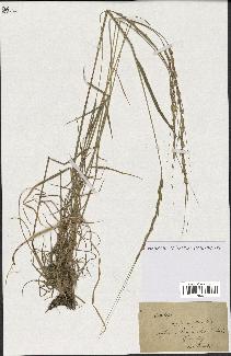 spécimen de Aegilops sp.