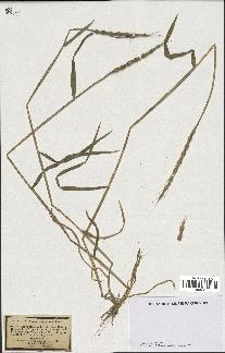 spécimen de Aegilops ventricosa