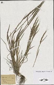 spécimen de Aegilops ventricosa
