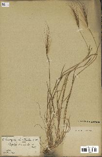 spécimen de Aegilops triuncialis
