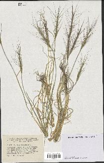 spécimen de Aegilops triuncialis