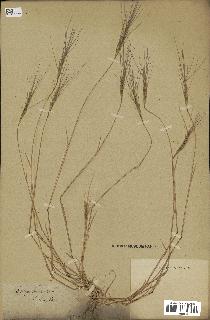 spécimen de Aegilops triuncialis