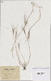 spécimen de Aegilops triuncialis