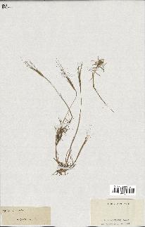 spécimen de Aegilops triuncialis