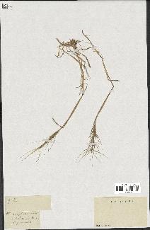 spécimen de Aegilops triuncialis