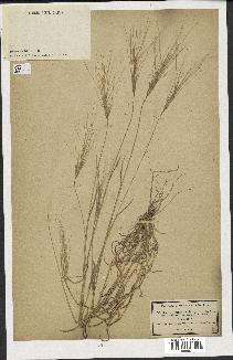 spécimen de Aegilops triuncialis