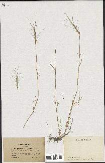 spécimen de Aegilops triuncialis
