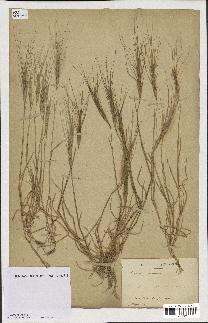 spécimen de Aegilops triuncialis