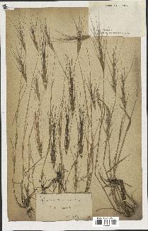 spécimen de Aegilops triuncialis