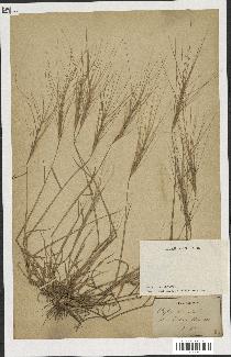 spécimen de Aegilops triuncialis