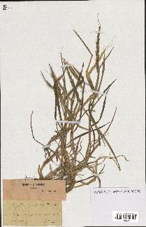 spécimen de Aegilops ventricosa