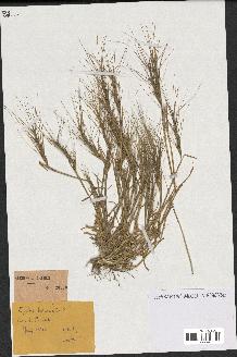 spécimen de Aegilops triuncialis