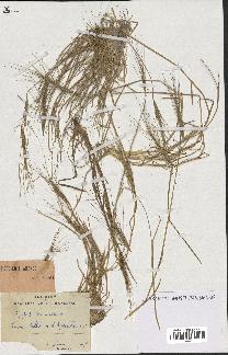 spécimen de Aegilops triuncialis