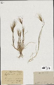 spécimen de Aegilops ovata