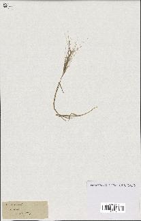 spécimen de Aegilops triuncialis