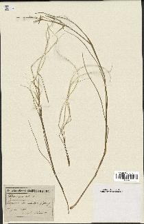 spécimen de Stipa pennata