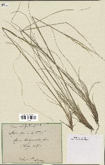 spécimen de Stipa pennata