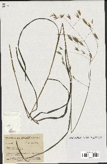 spécimen de Bromus ciliatus