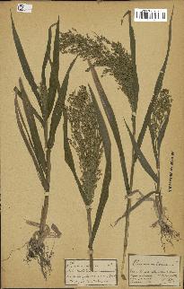 spécimen de Panicum miliaceum