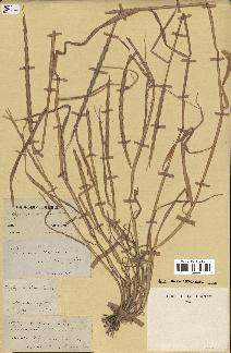 spécimen de Aegilops ventricosa